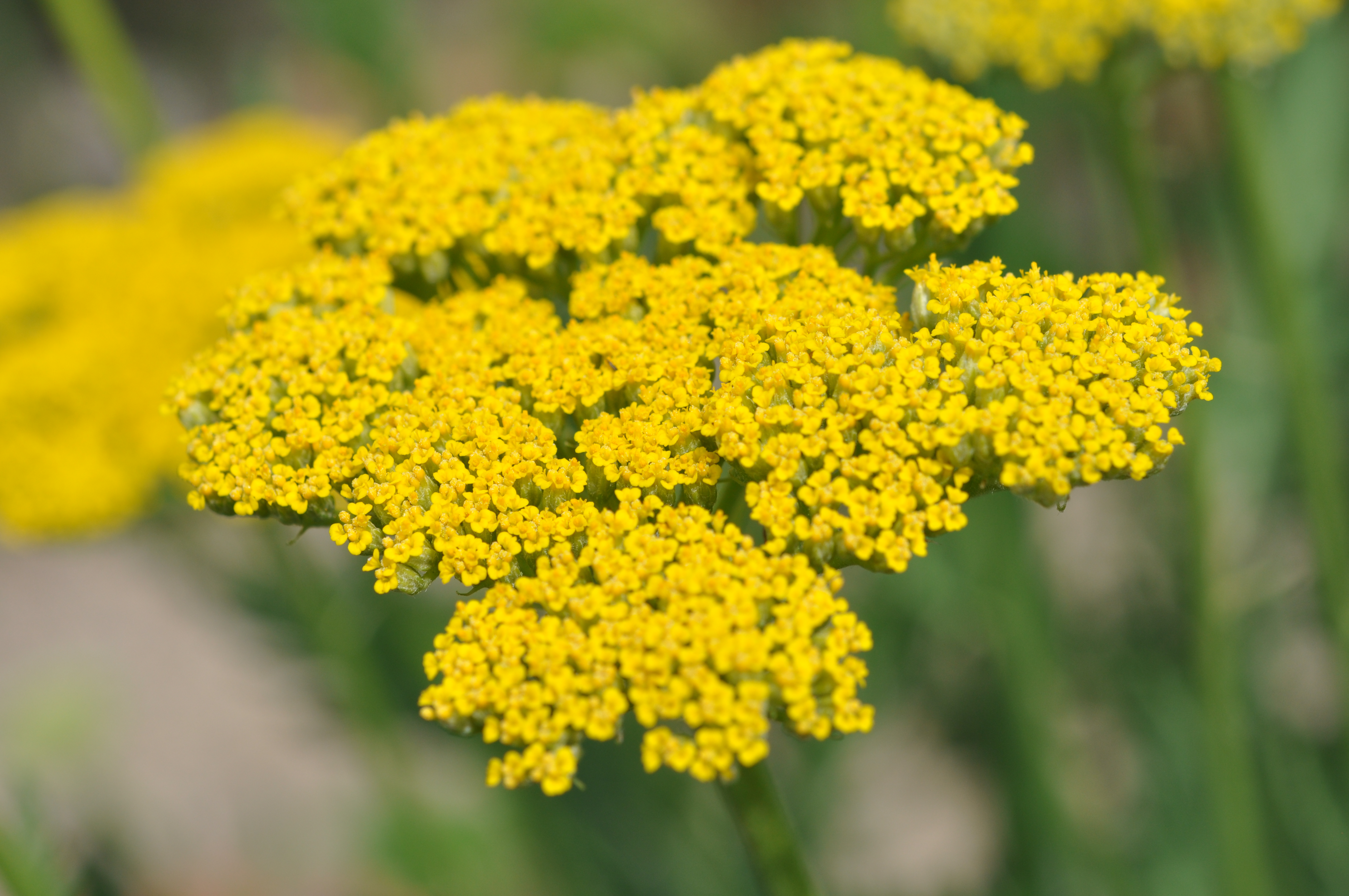 Yarrow Yellow23.jpg